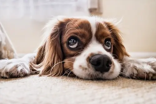 Carpet -Cleaner--in-Austell-Georgia-carpet-cleaner-austell-georgia.jpg-image