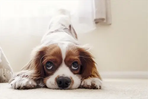 Pet-Stain-Carpet-Cleaner--in-Austell-Georgia-pet-stain-carpet-cleaner-austell-georgia.jpg-image